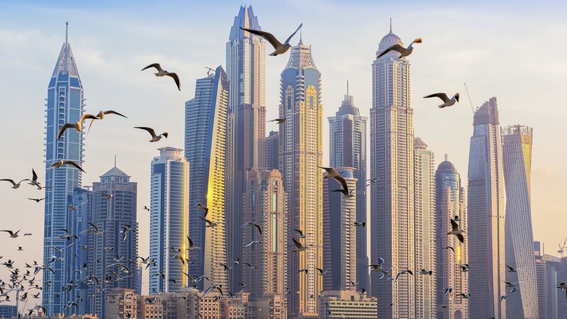 Seagulls Flying over Skyscrapers