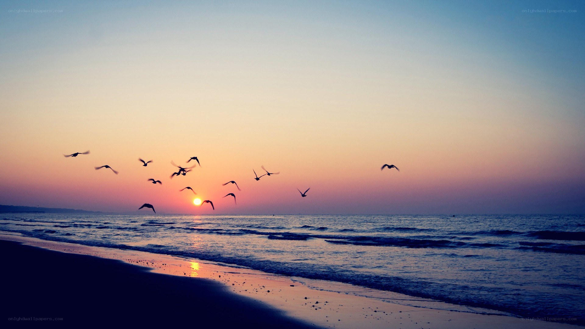 Seagulls flying over sunset beach