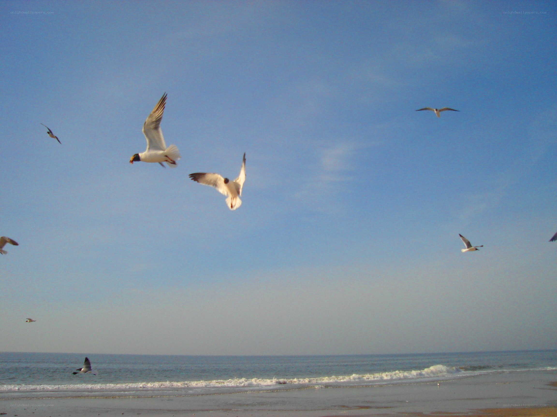 Seagulls flying over the beach