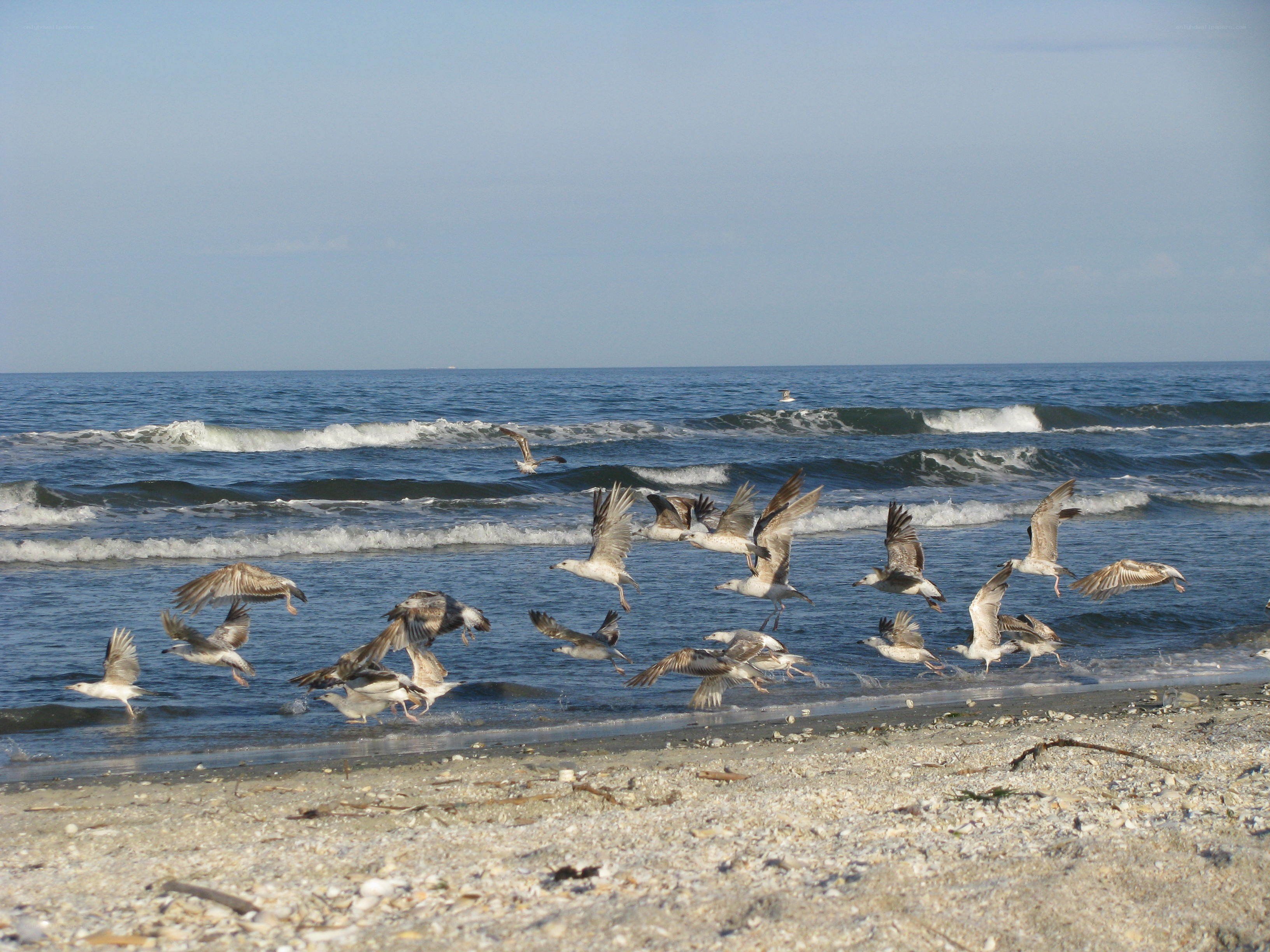 Seagulls flying over the beach