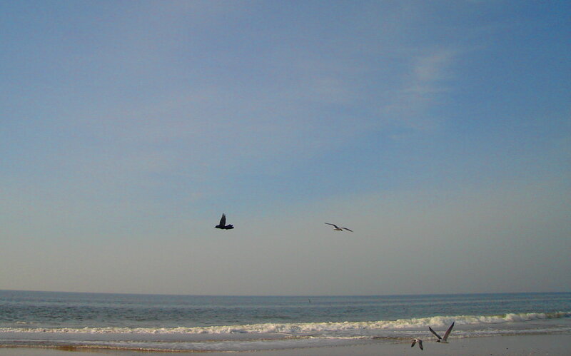 Seagulls flying over the beach