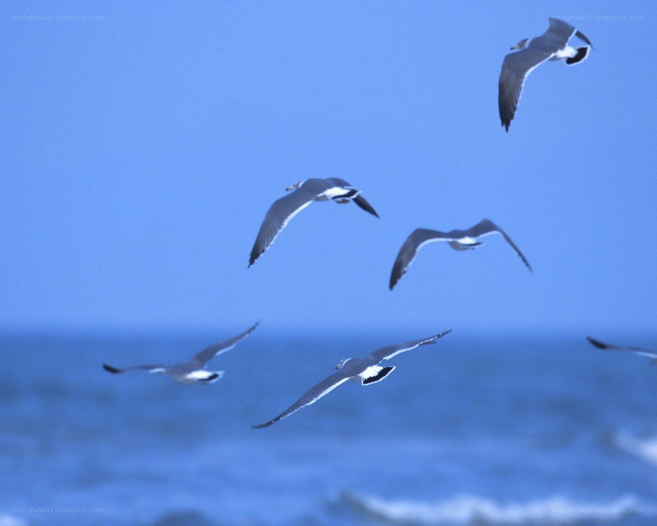seagulls flying over the ocean