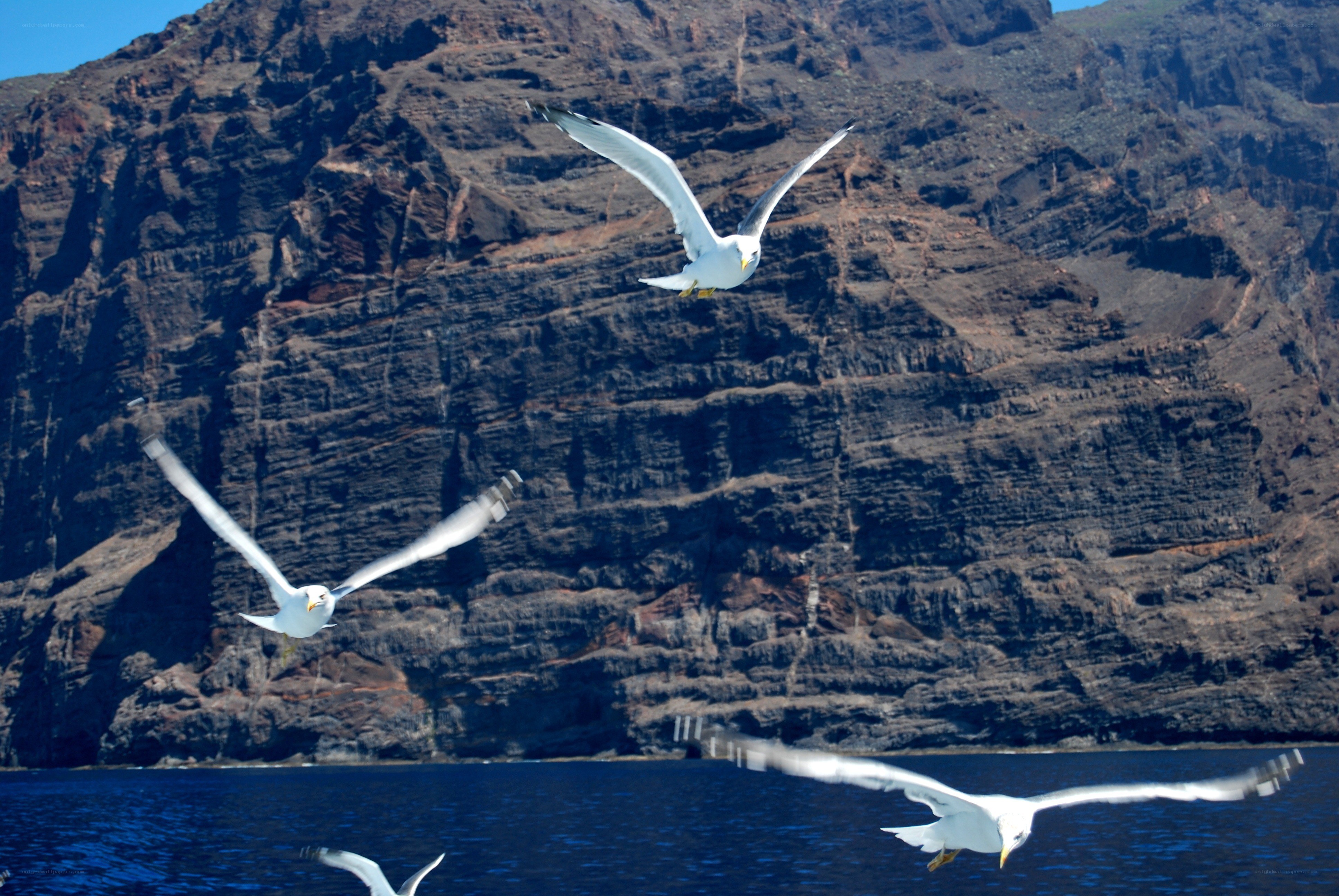 Seagulls flying over the ocean