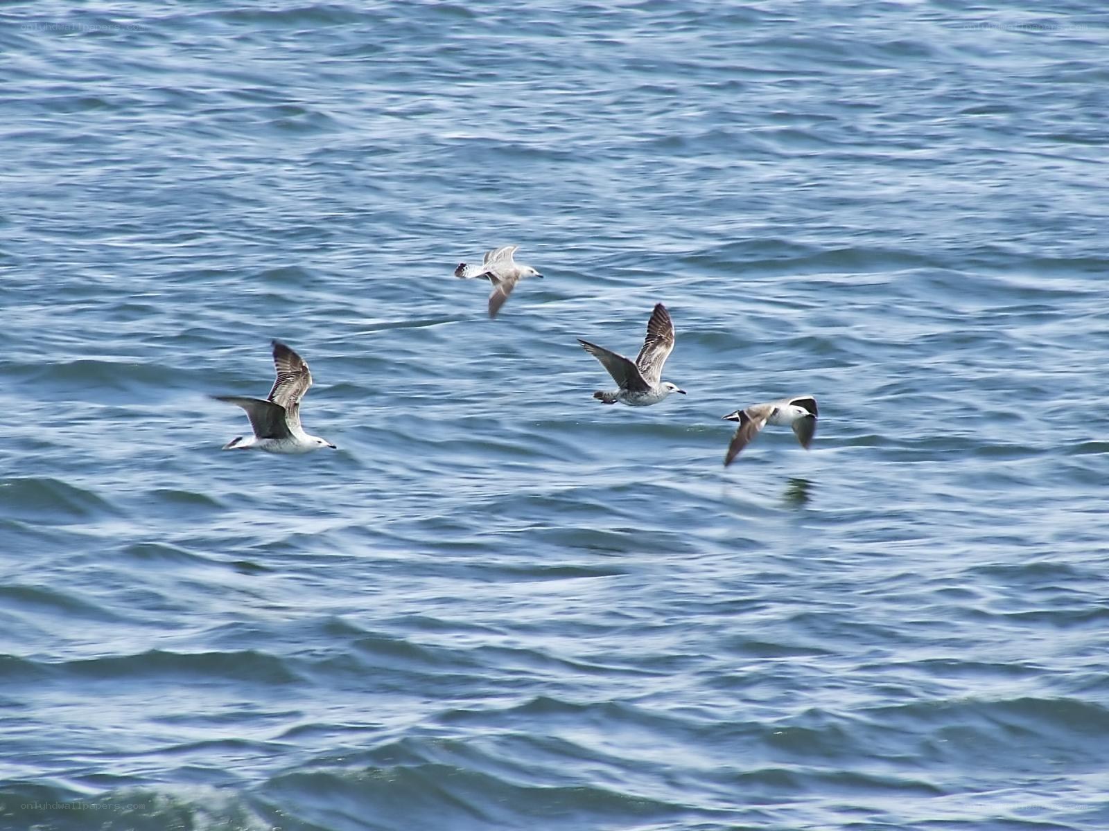 Seagulls flying over the ocean