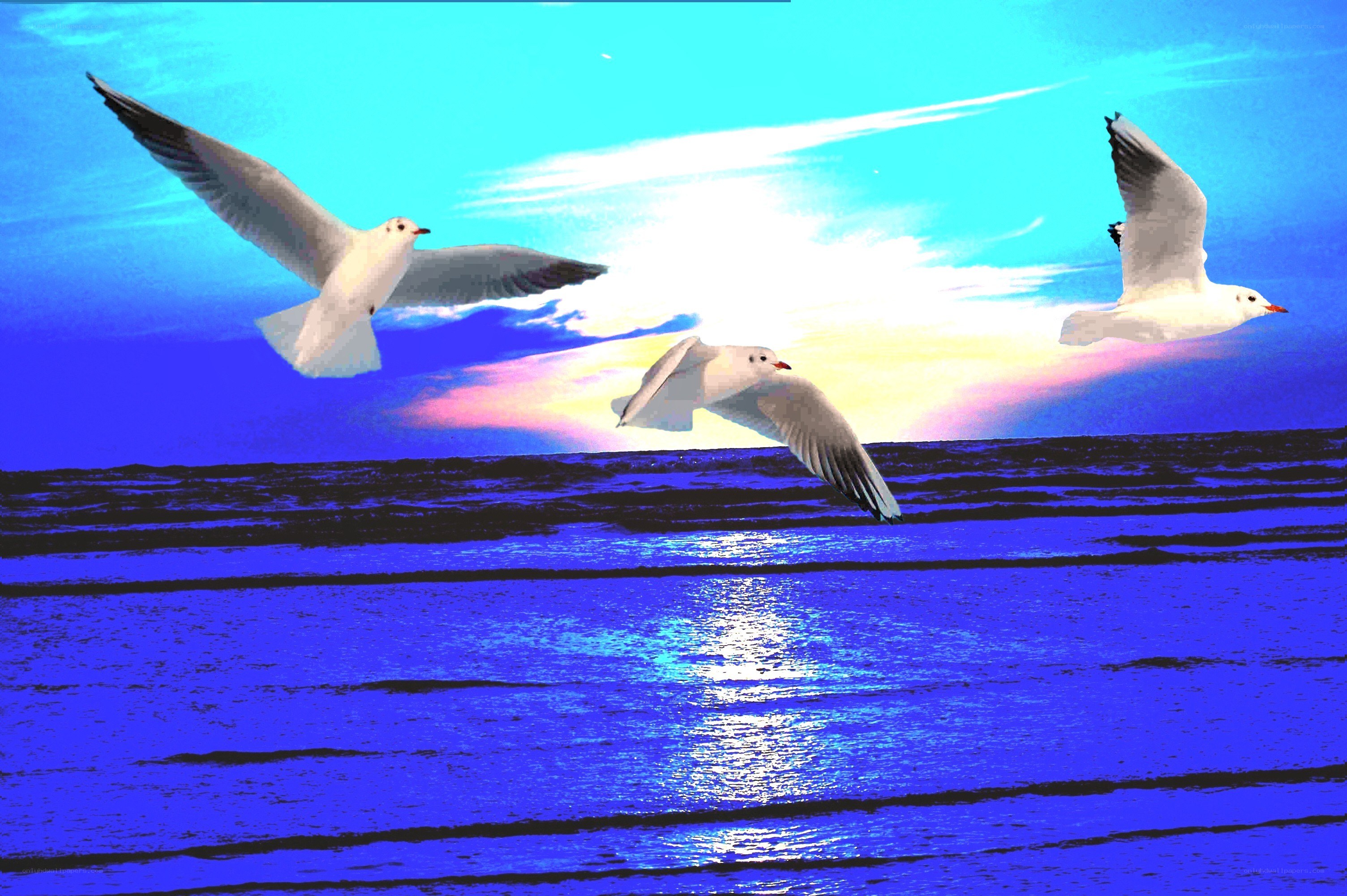 Seagulls flying over the ocean