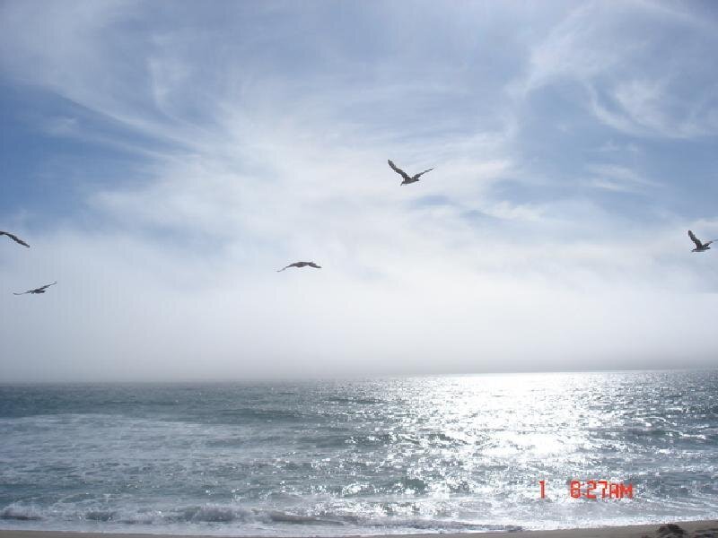 Seagulls flying over the ocean