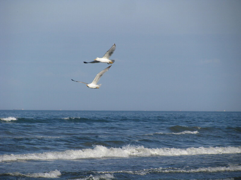Seagulls flying over the ocean