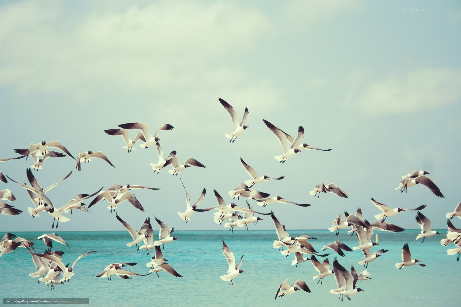 Seagulls flying over the ocean