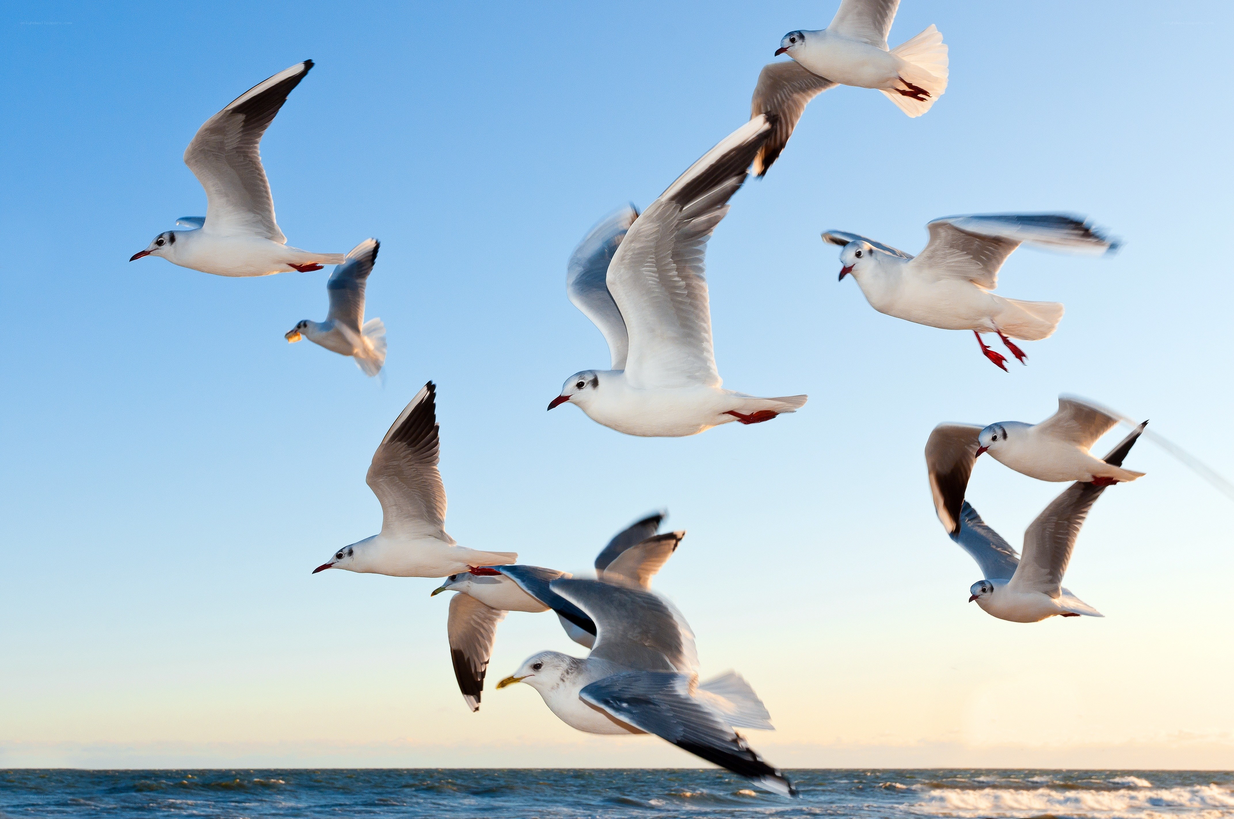 Seagulls flying over the ocean