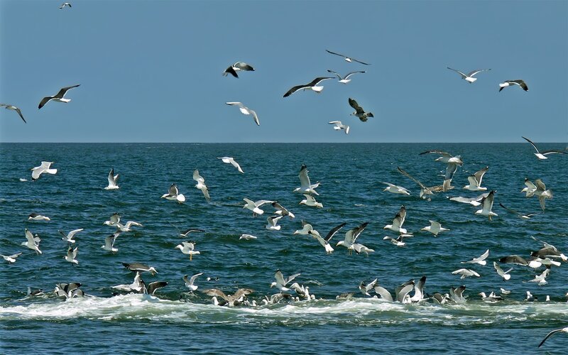 Seagulls flying over the ocean