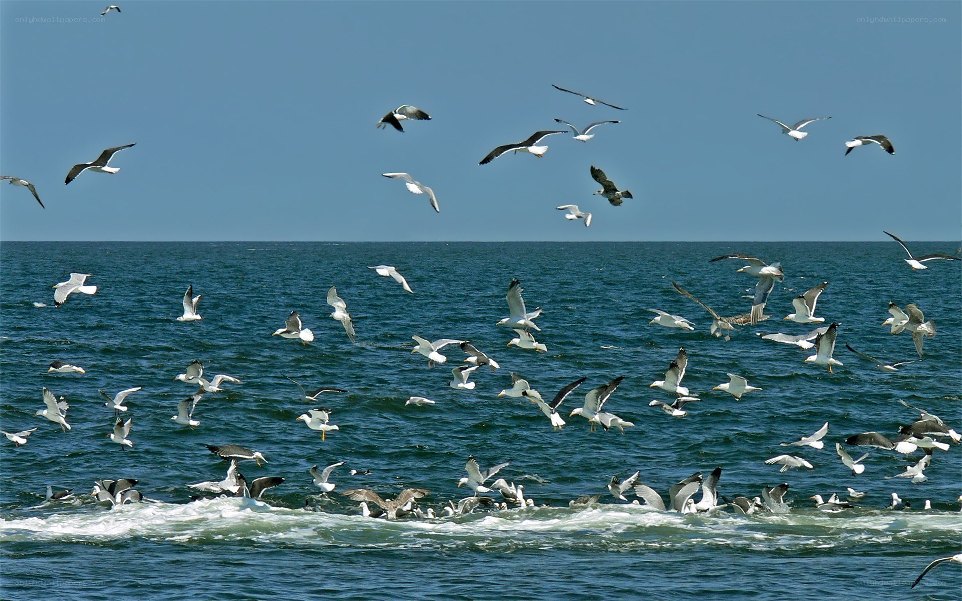 Seagulls flying over the ocean