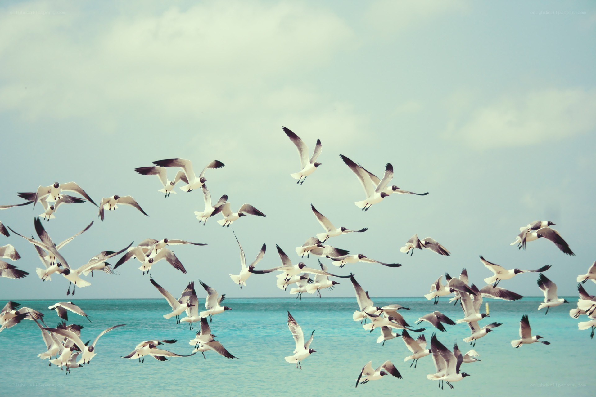 Seagulls flying over the ocean