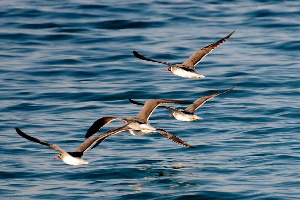 Seagulls flying over the ocean