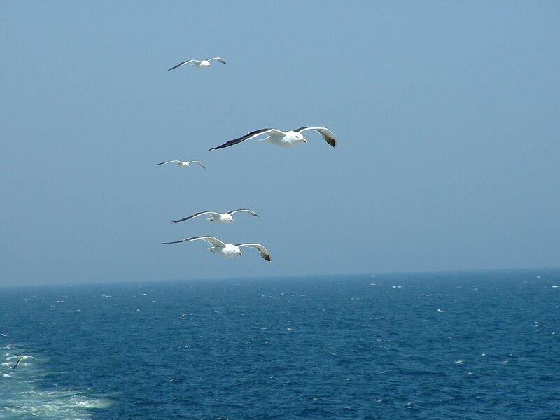 seagulls flying over the ocean
