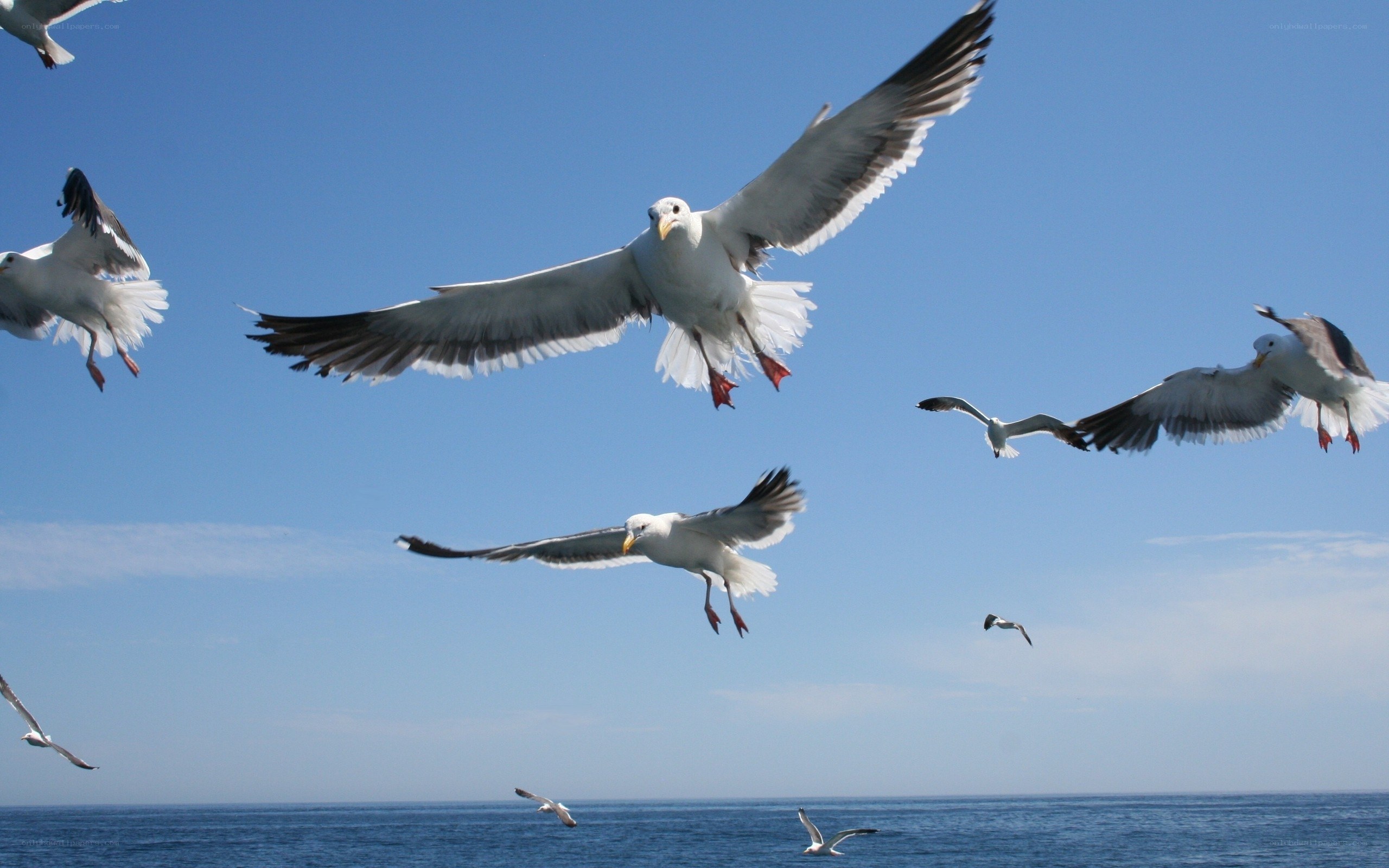 Seagulls flying over the ocean