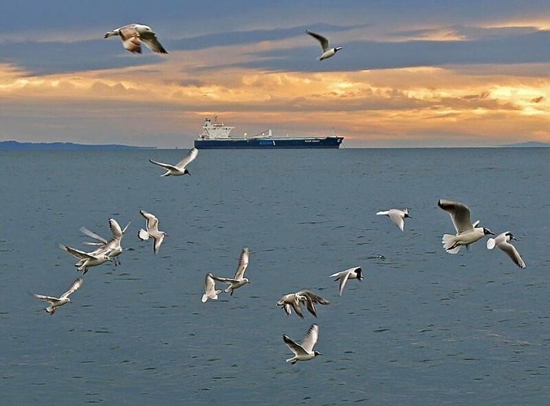 Seagulls flying over the sea