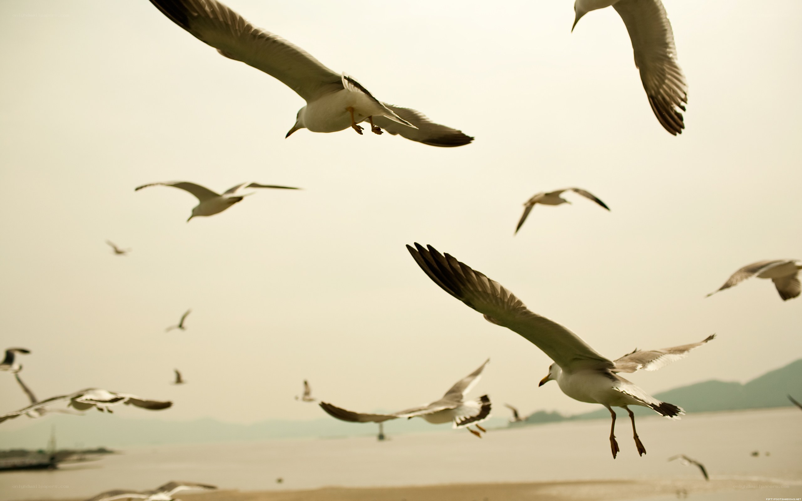 seagulls flying over water