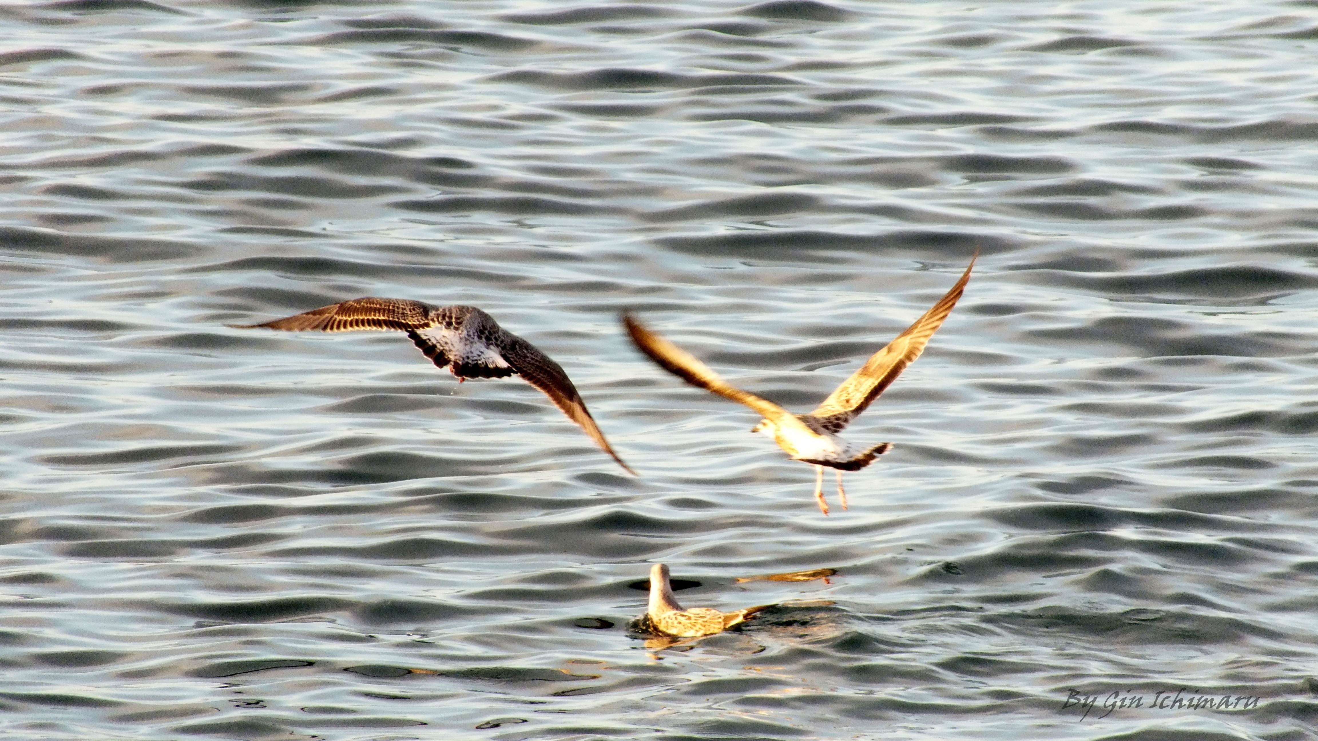 Seagulls flying over water