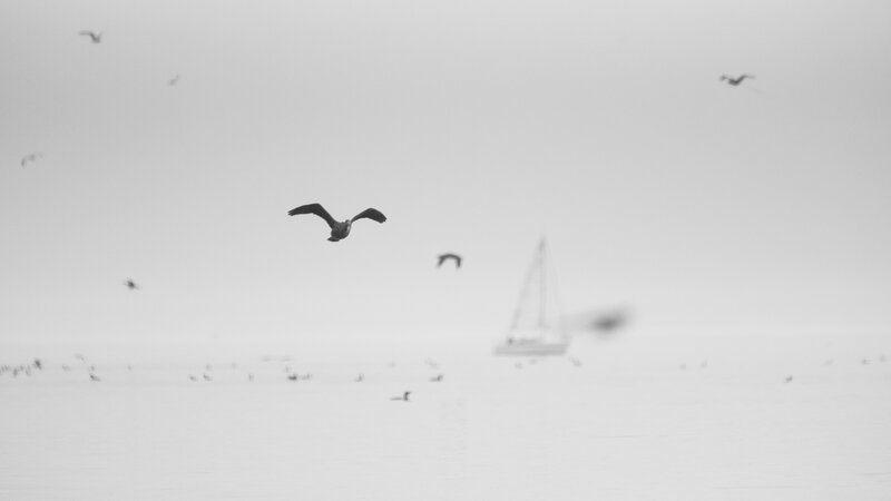 Seagulls Flying over Water — Black