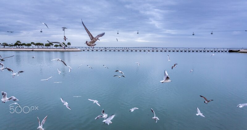 Seagulls Flying over Water — Blue, Calm