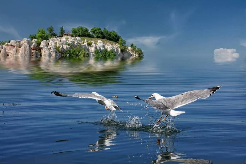 Seagulls Flying over Water — Blue, Serene, Afternoon, Photograph, Island