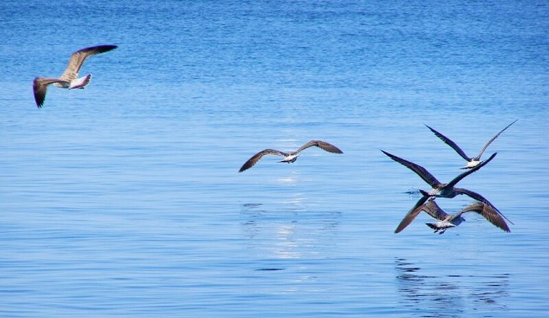 Seagulls Flying over Water — Blue, Serene