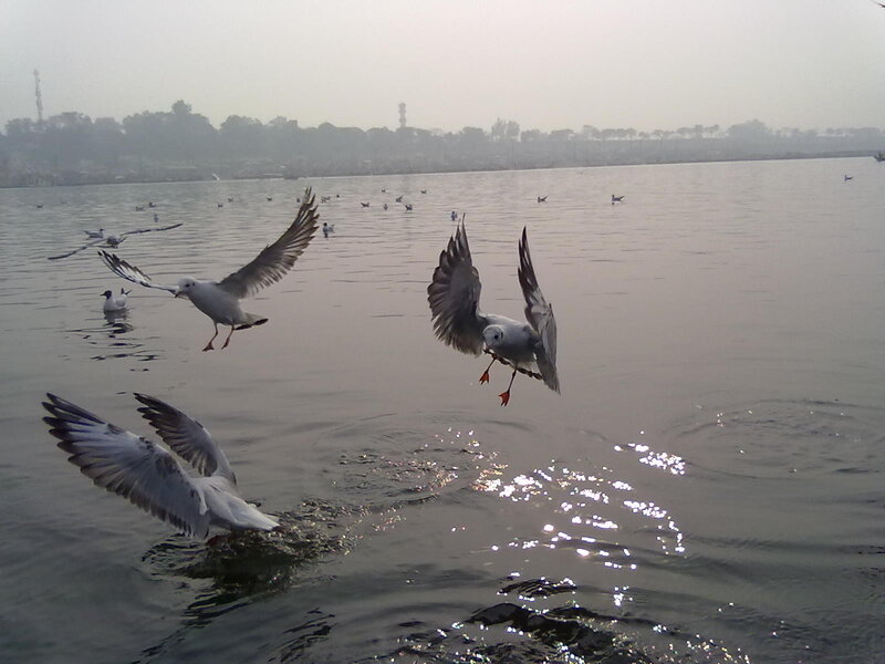 Seagulls Flying over Water — Gray