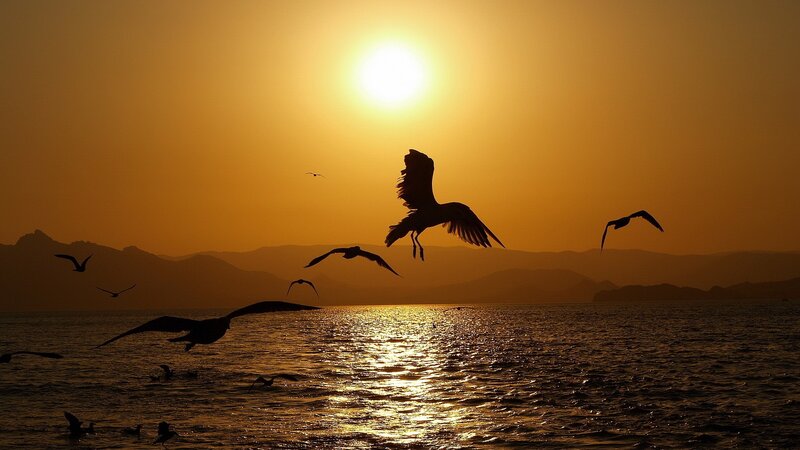 Seagulls Flying over Water — Orange, Serene, Sunset, Photograph, Sun, Mountains