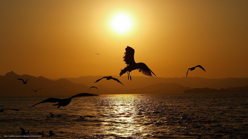 Seagulls Flying over Water — Orange, Serene, Sunset
