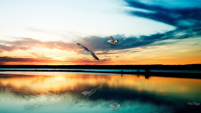 Seagulls Flying over Water — Orange, Serene