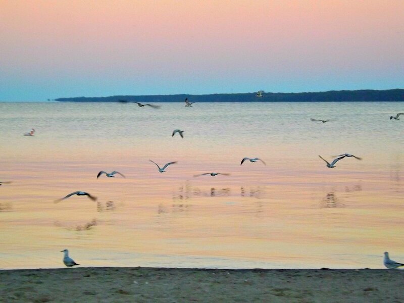 Seagulls Flying over Water — Pink