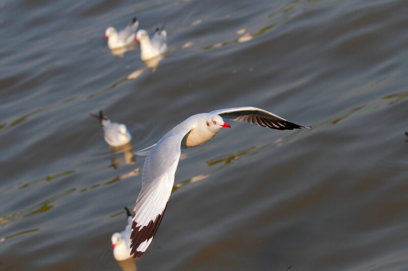 Seagulls flying over water