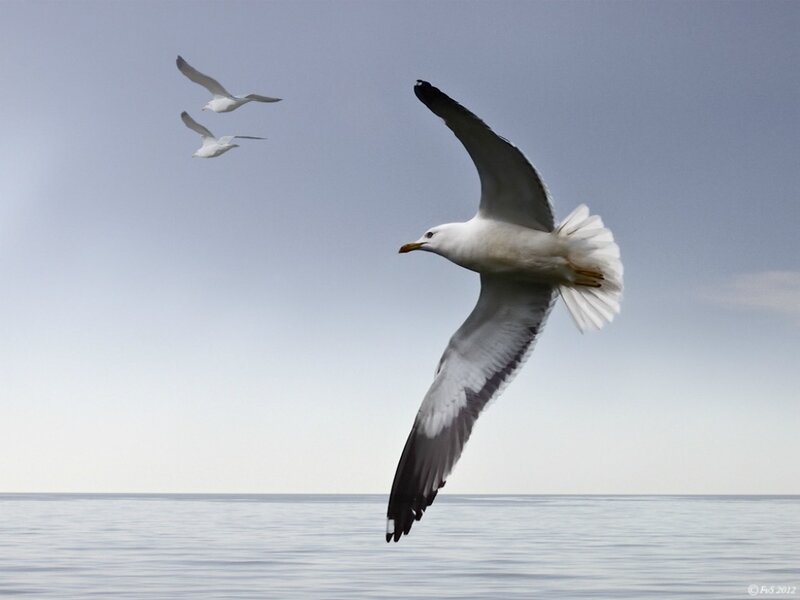 Seagulls Flying over Water — White