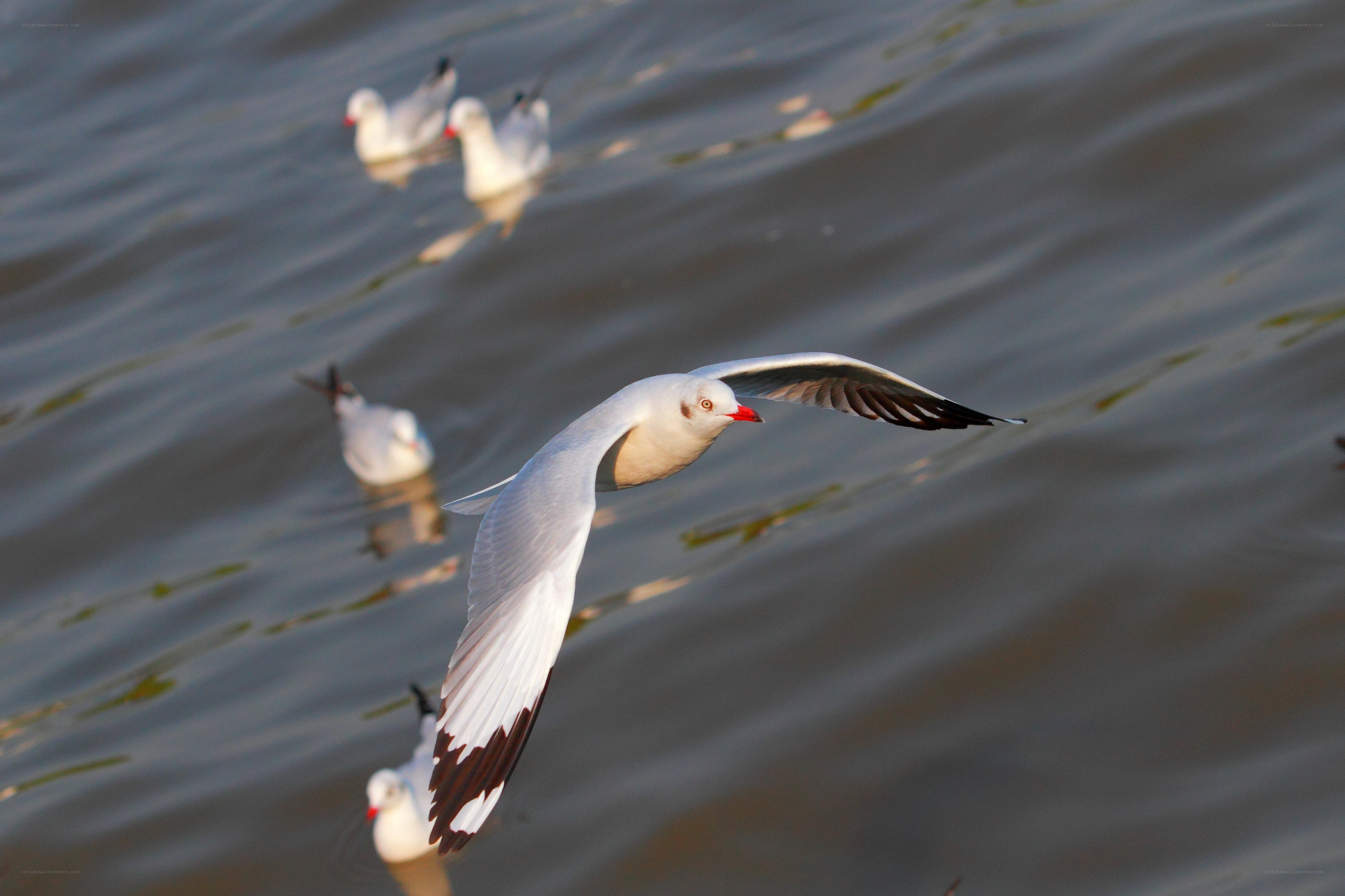 Seagulls flying over water