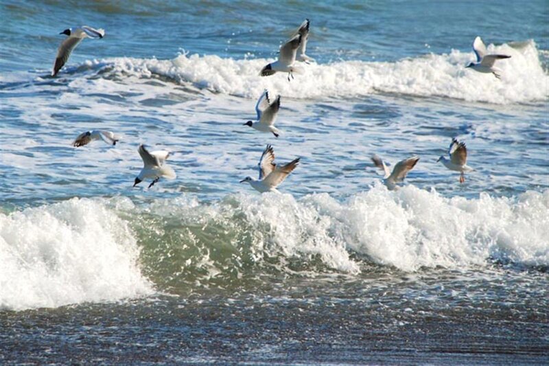 Seagulls Flying over Waves — Blue, Active