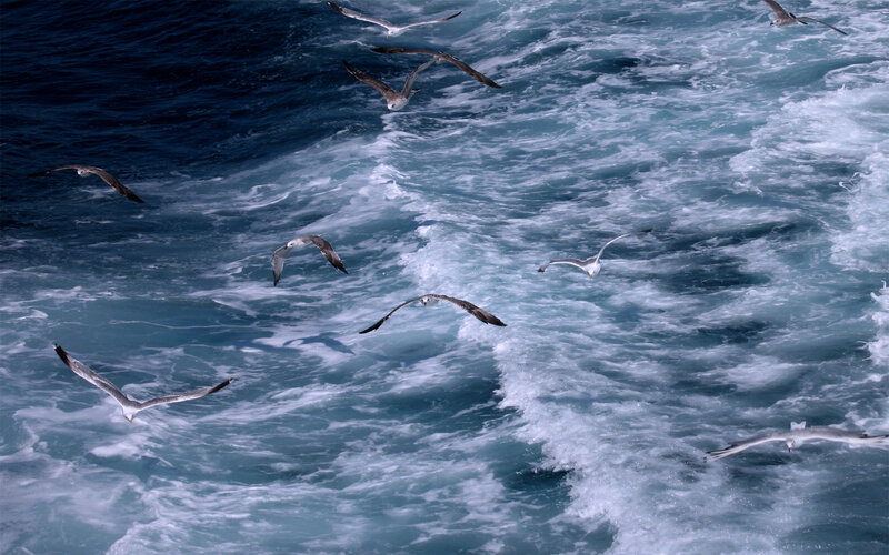 Seagulls Flying over Waves — Blue, Dynamic
