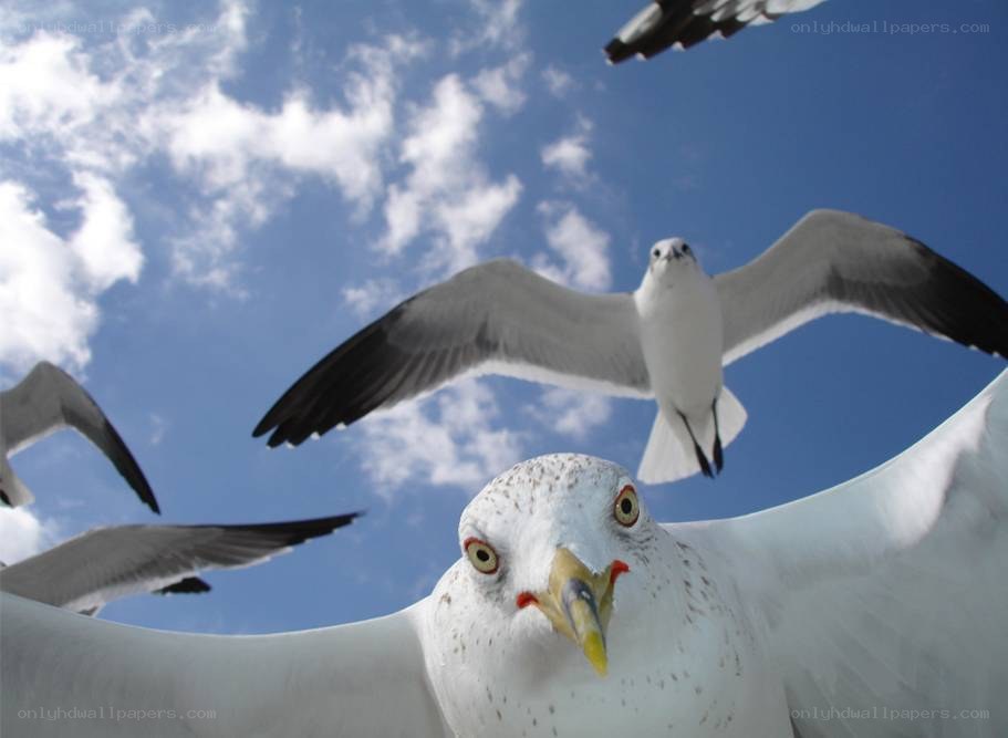Seagulls flying overhead