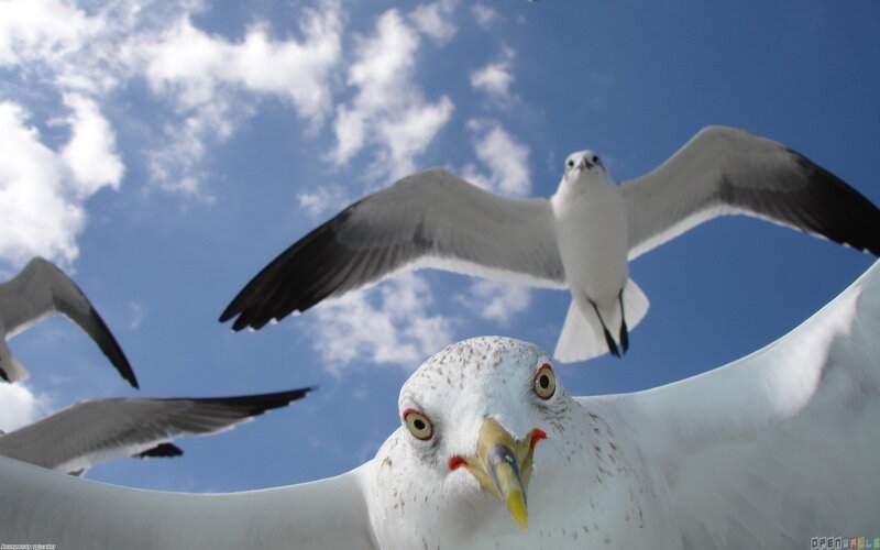 Seagulls Flying Overhead — Blue