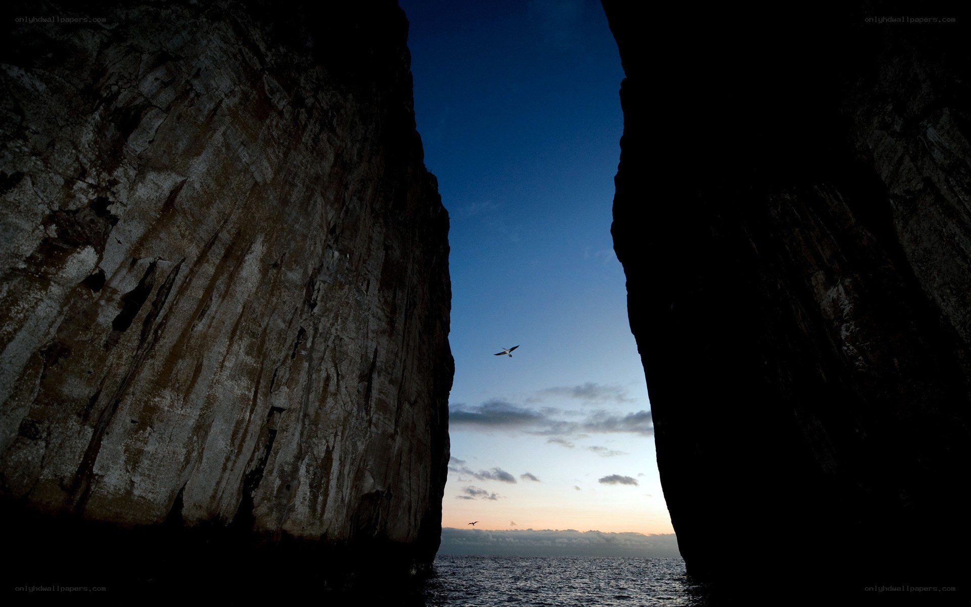 Seagulls flying through a sea cave