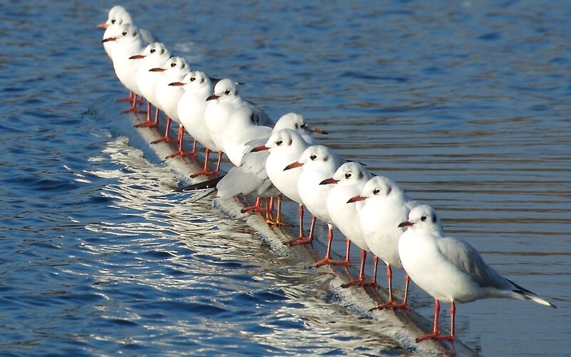 Seagulls in a line