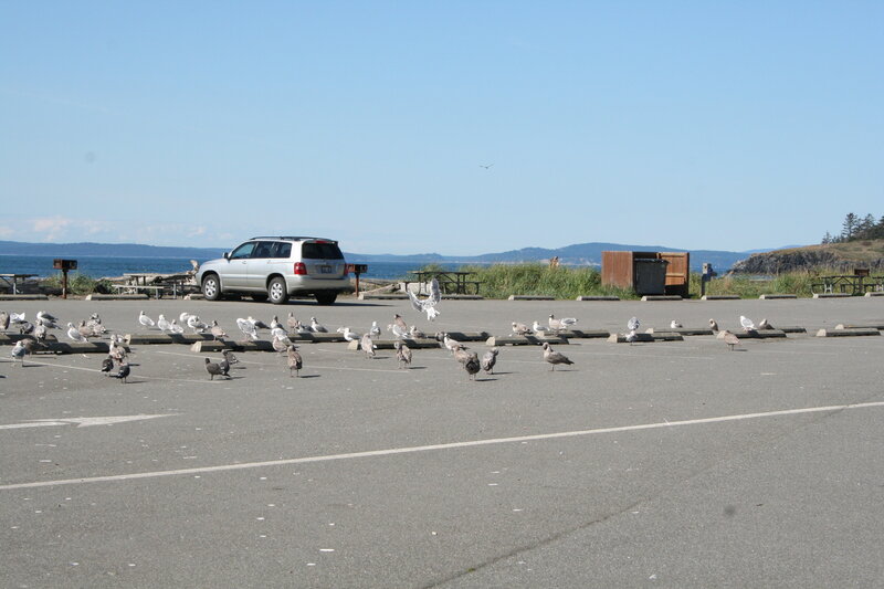 Seagulls in a parking lot by the sea