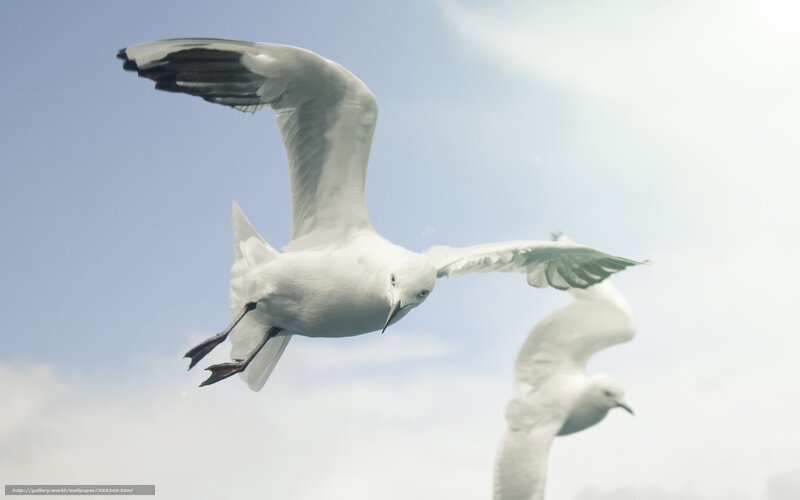 Seagulls in Flight