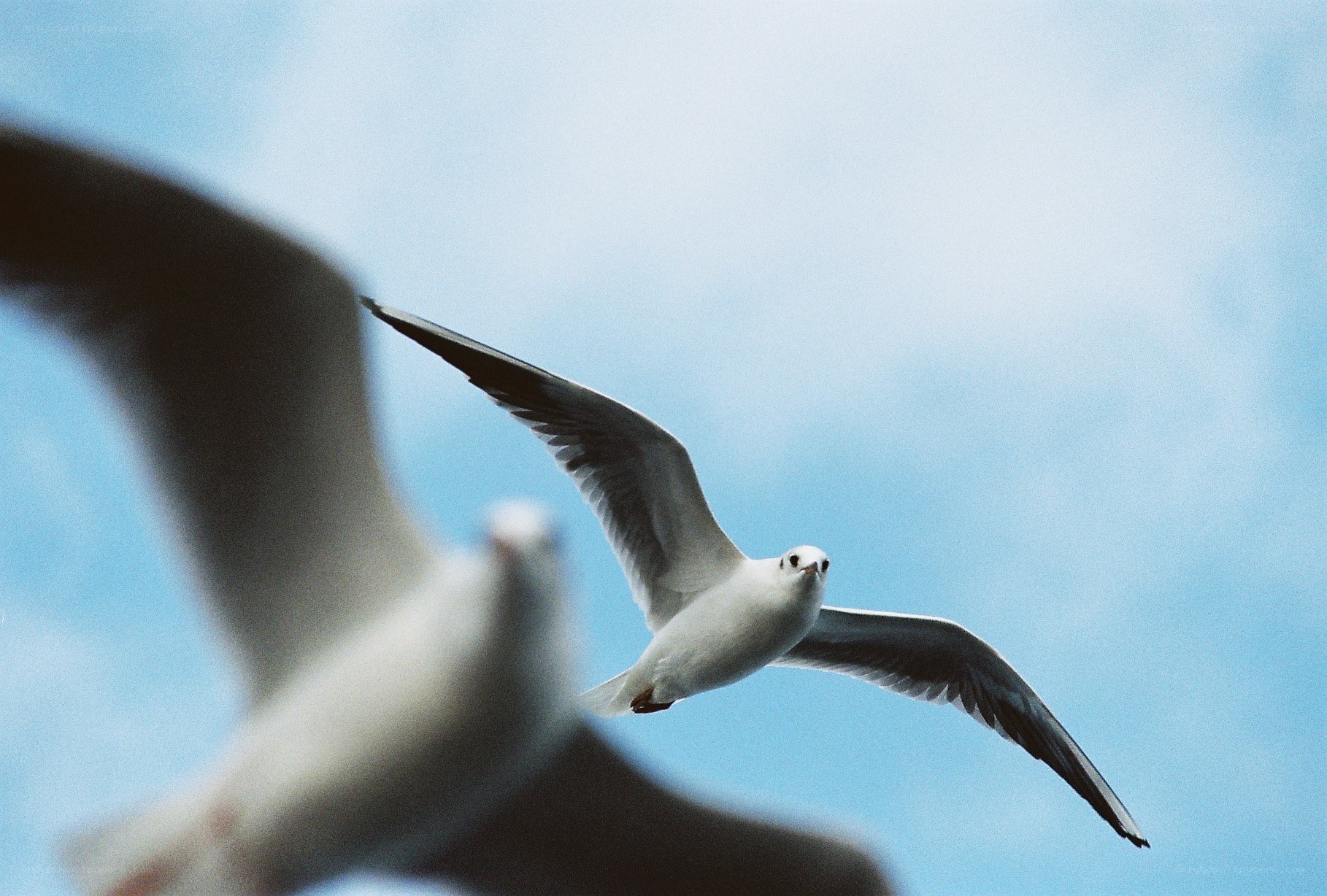 Seagulls in flight
