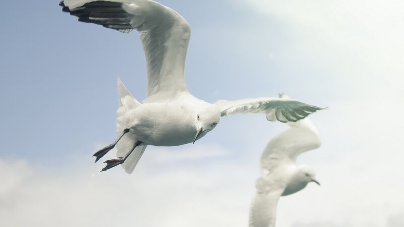 Seagulls in flight
