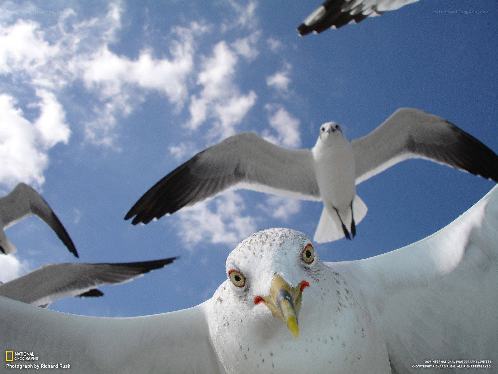 Seagulls in flight against blue sky