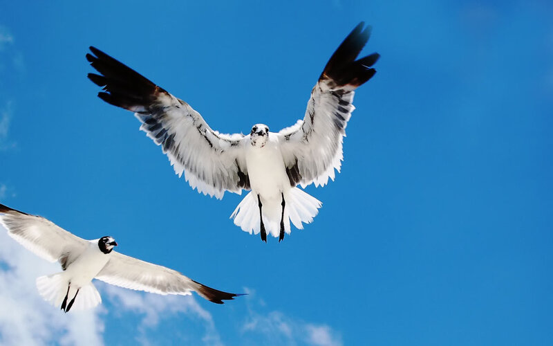 Seagulls in flight against blue sky