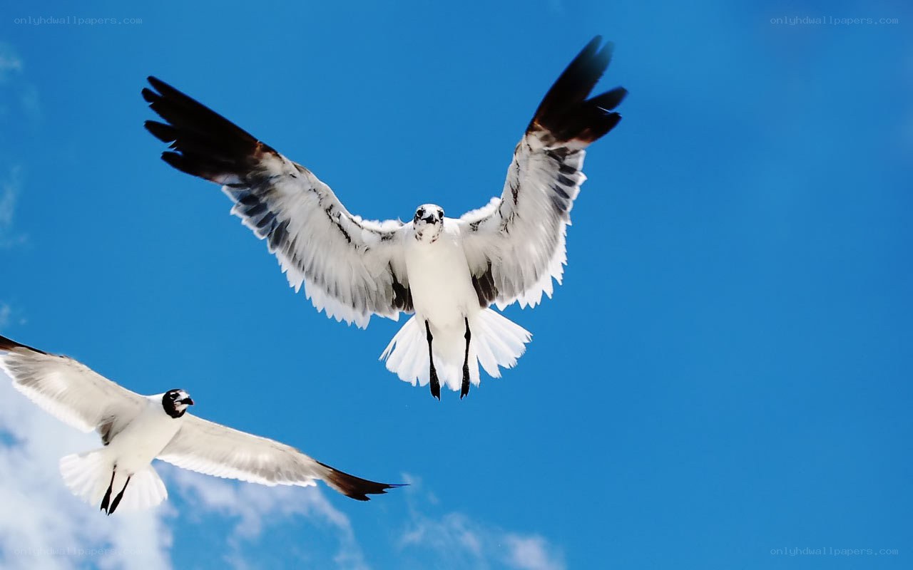 Seagulls in flight against blue sky