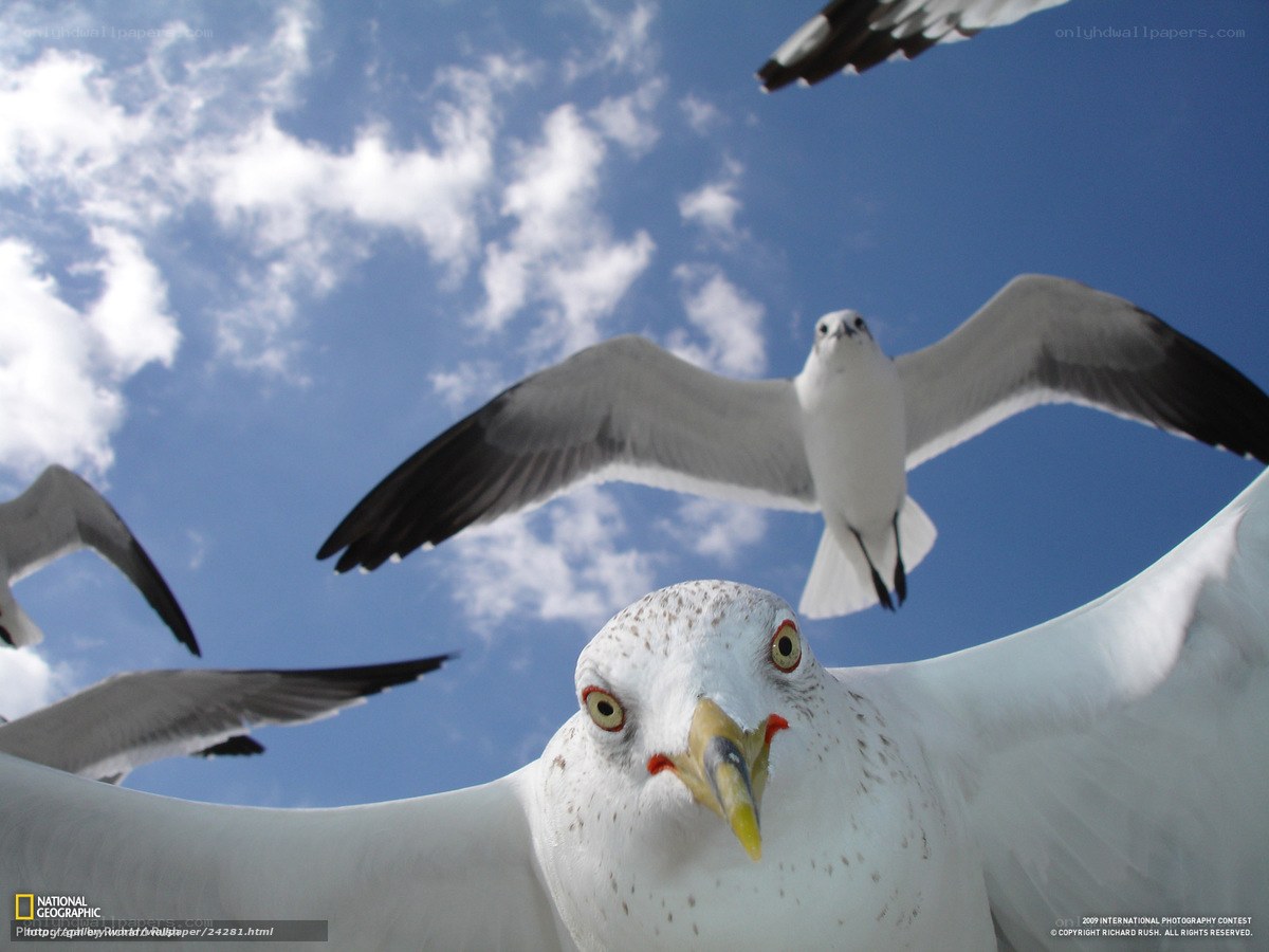 Seagulls in flight against blue sky