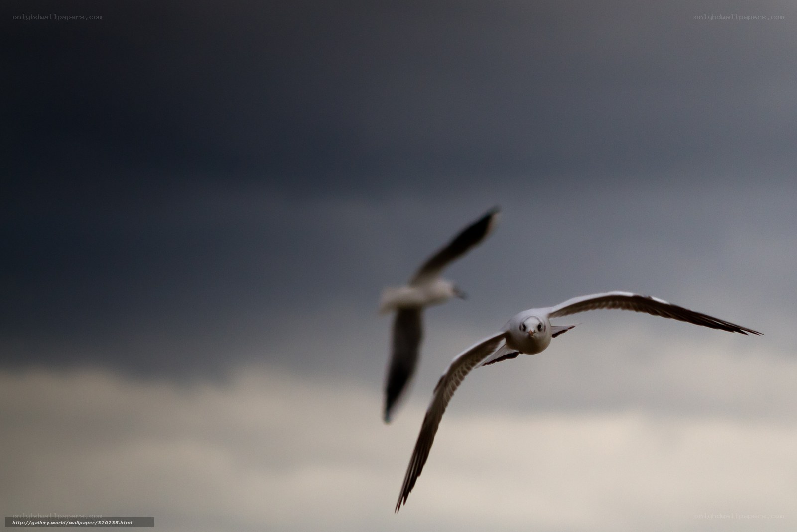 Seagulls in flight against stormy sky