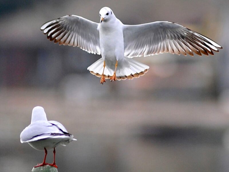 Seagulls in flight and perched